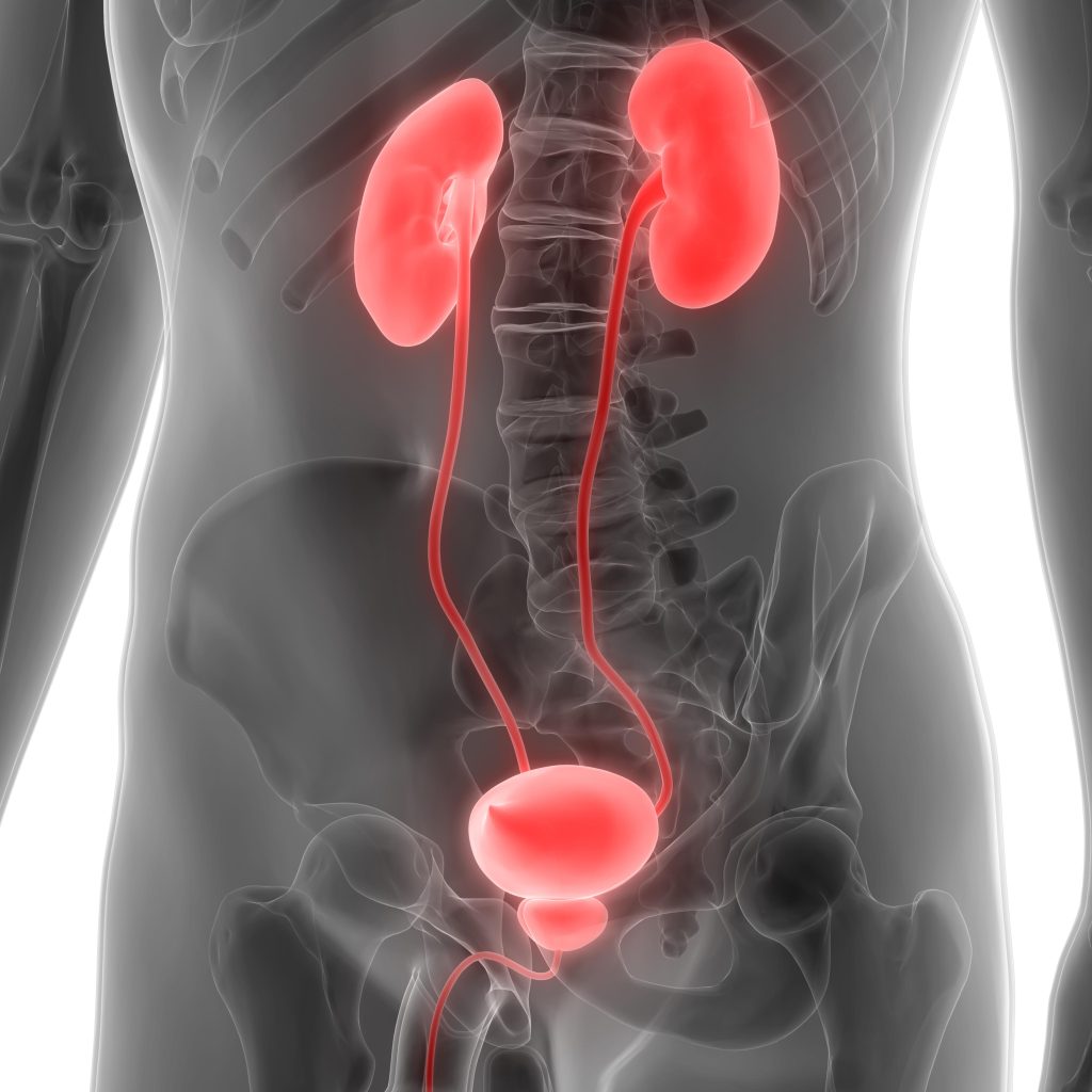 Causes of Frequent Urination In Females